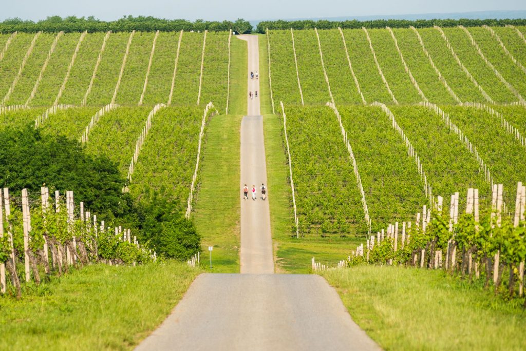 Vinogradi Baranje — Banovo brdo